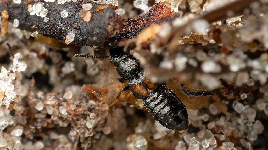 Staphylinidae Platystethus cornutus