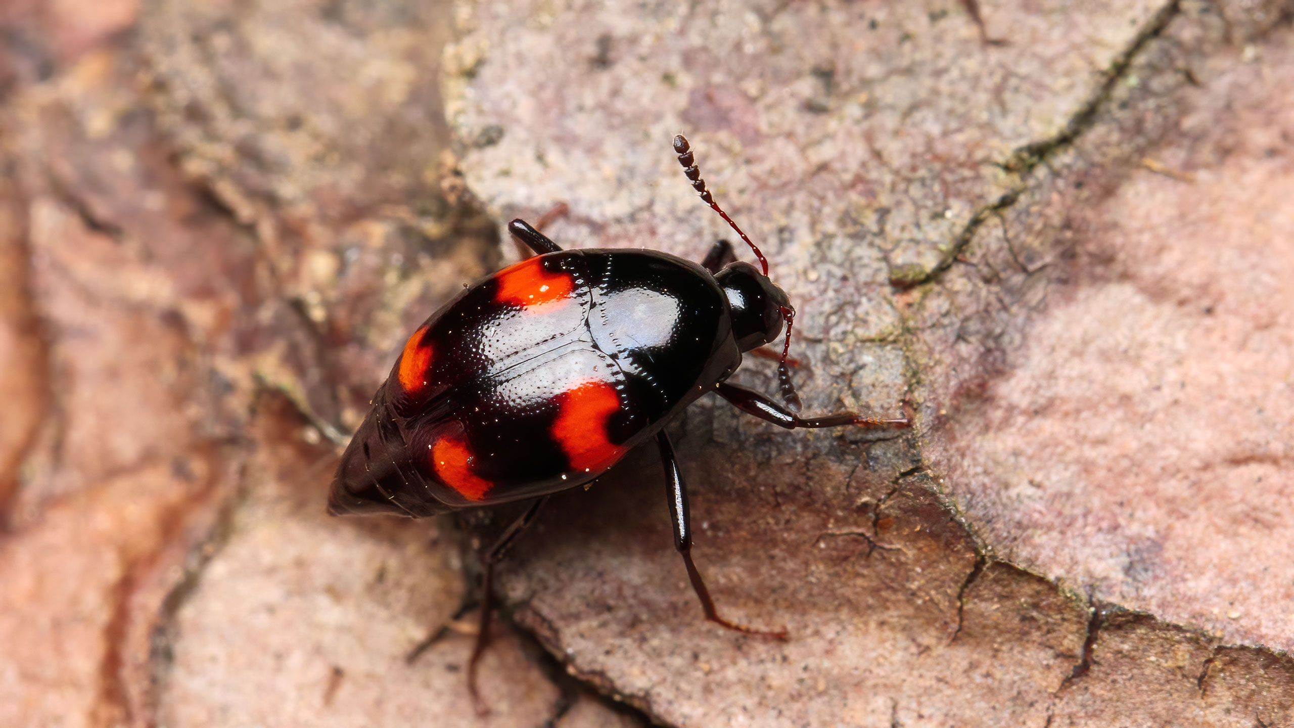 Staphylinidae Scaphidium quadrimaculatum