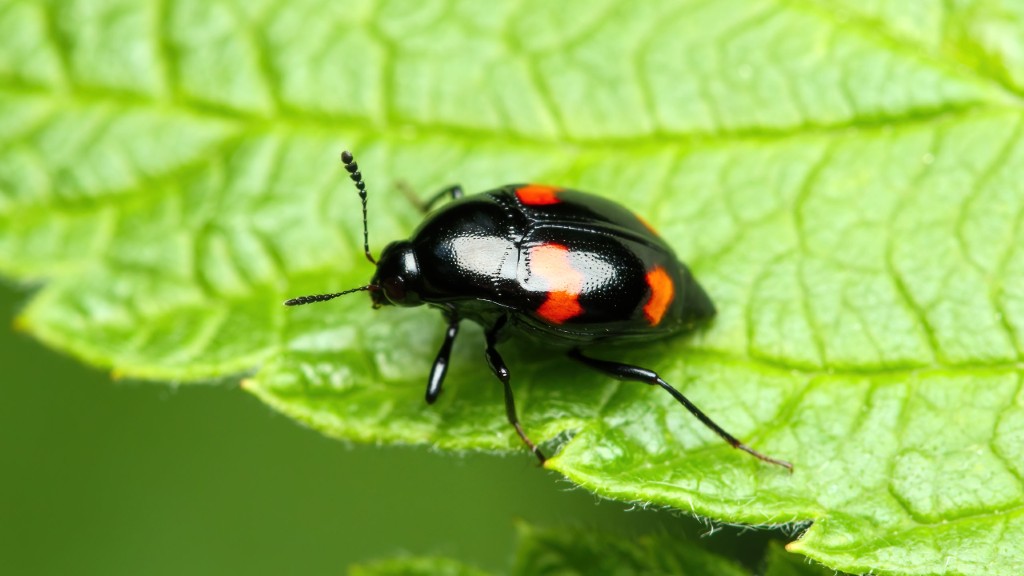 Staphylinidae Scaphidium quadrimaculatum