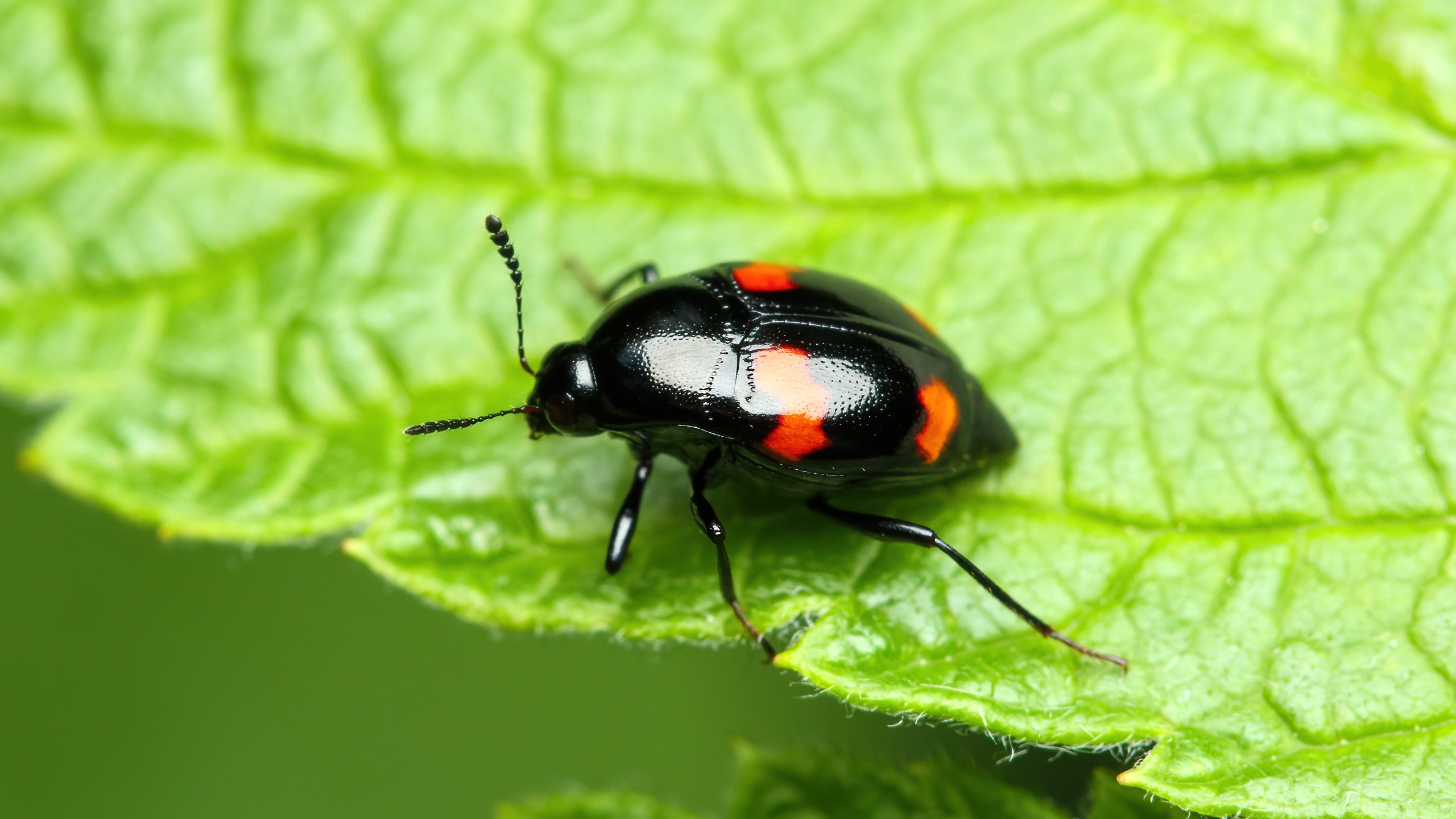 Staphylinidae Scaphidium quadrimaculatum