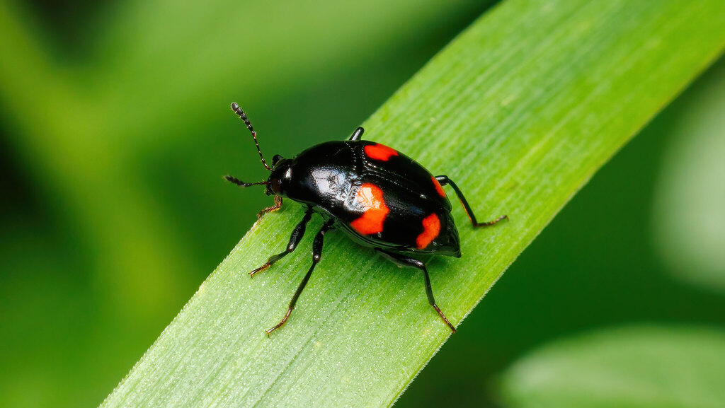 Staphylinidae Scaphidium quadrimaculatum