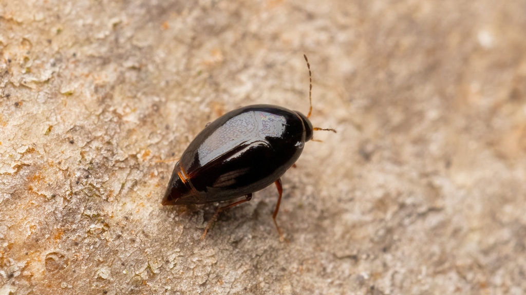 Staphylinidae Scaphisoma