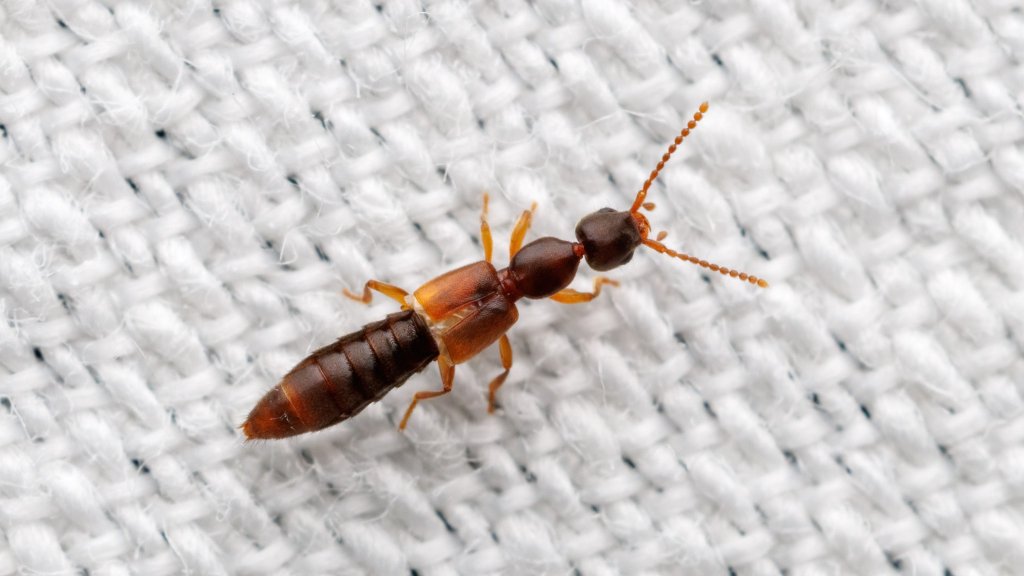 Scopaeus sp.