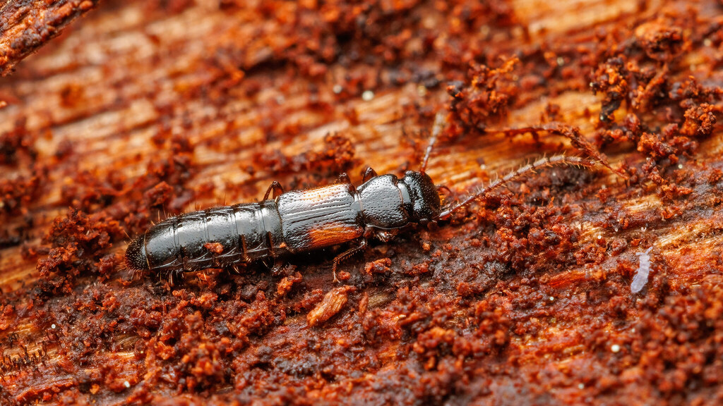 Staphylinidae Siagonium humerale