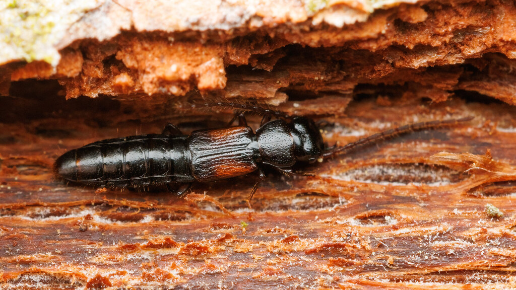 Staphylinidae Siagonium humerale