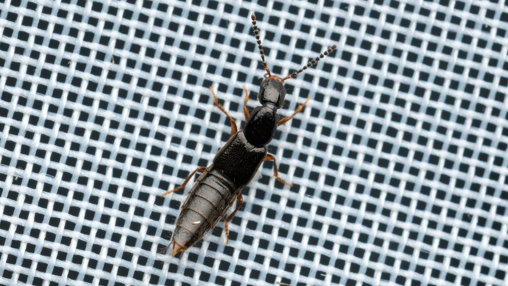Staphylinidae