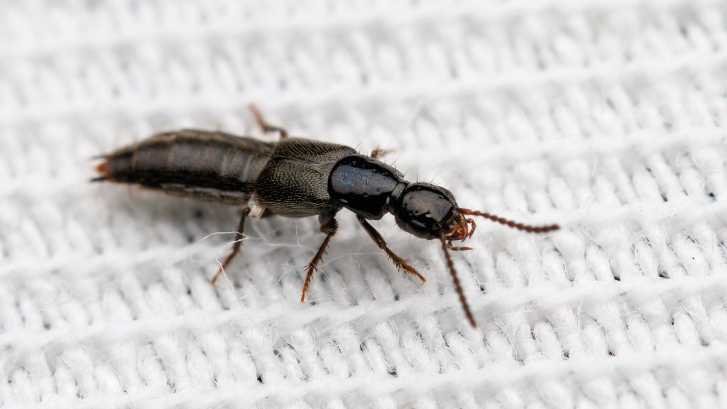 Staphylinini