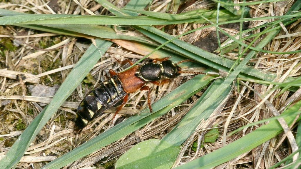 Staphylinidae Staphylinus caesareus