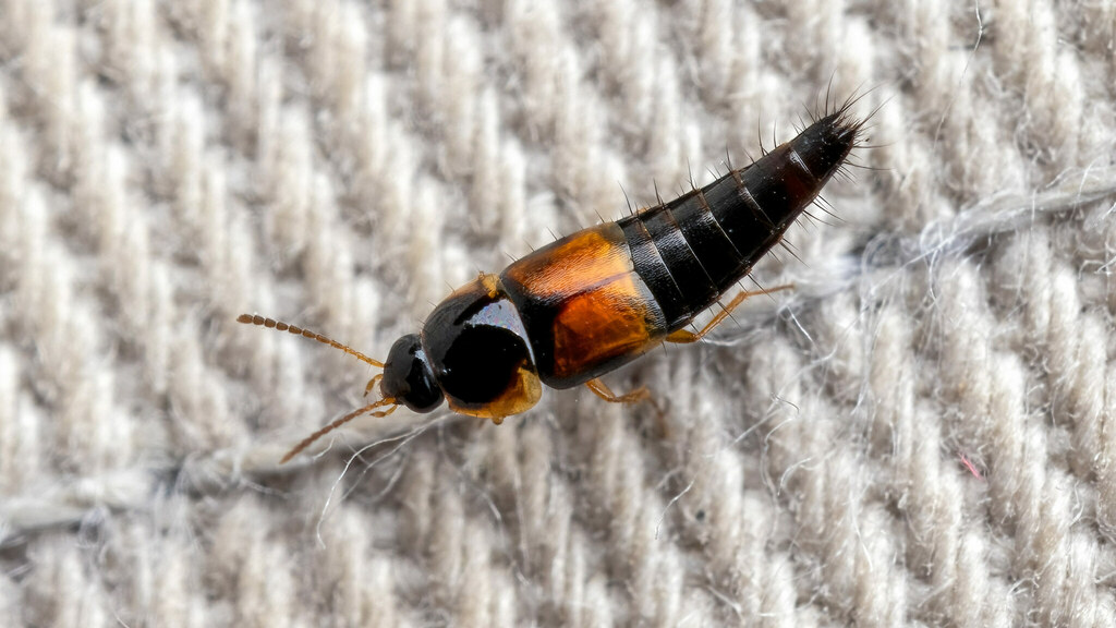 Staphylinidae Tachyporus hypnorum