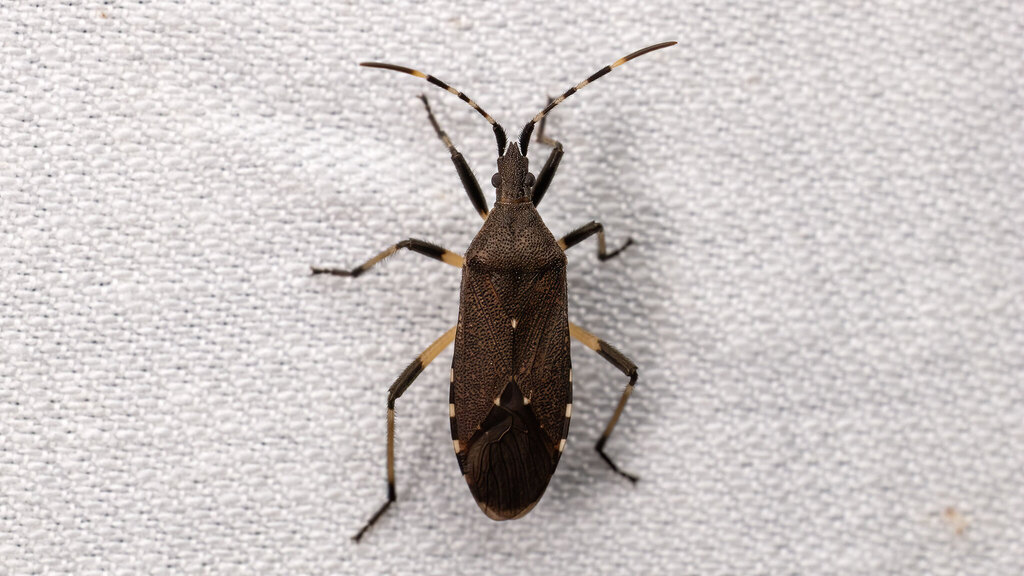 Stenocephalidae Dicranocephalus agilis