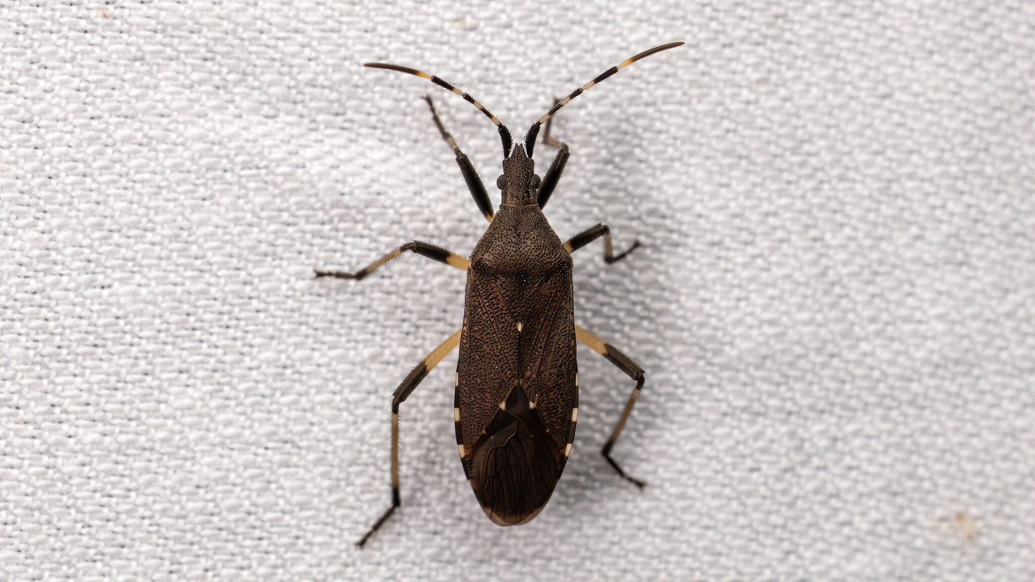 Stenocephalidae Dicranocephalus agilis