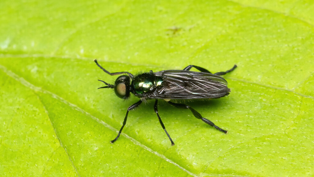 Stratiomyidae Actina chalybea
