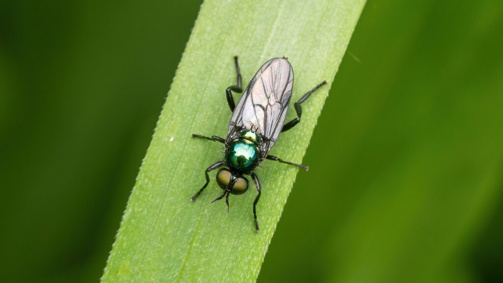 Stratiomyidae Actina chalybea