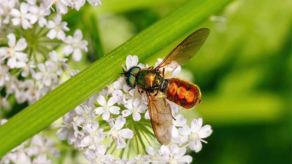 Stratiomyidae Chloromyia formosa