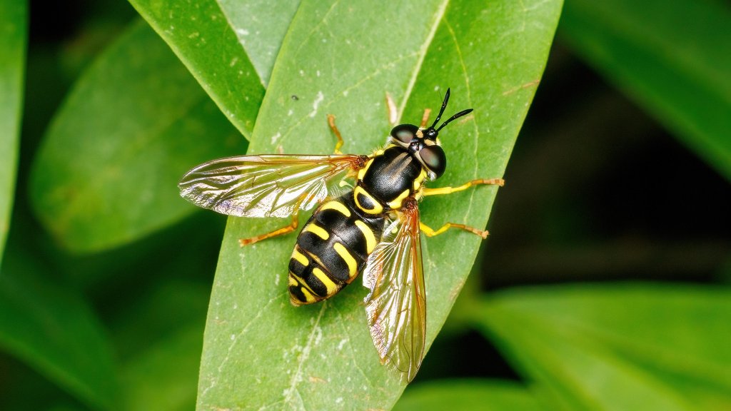 Chrysotoxum elegans