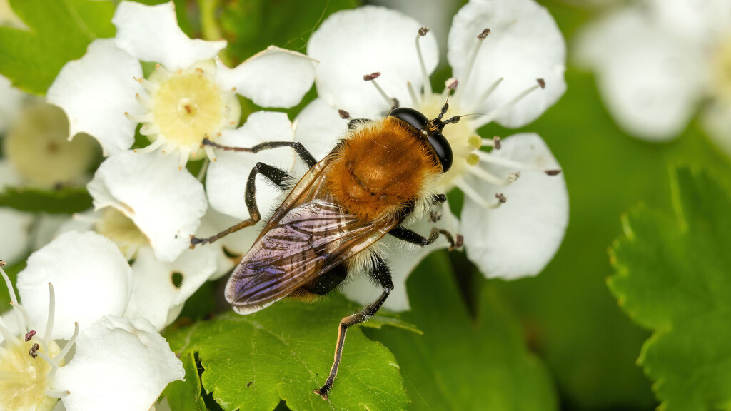 Syrphidae Criorhina floccosa