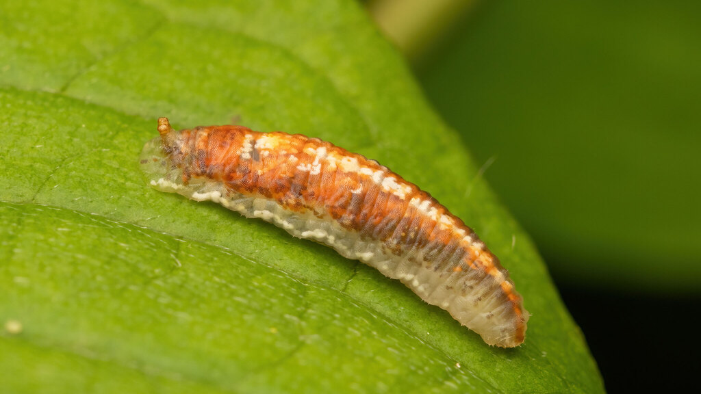 Syrphidae Episyrphus