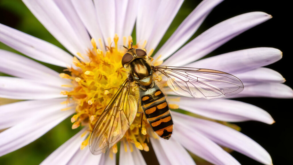 Syrphidae Episyrphus balteatus