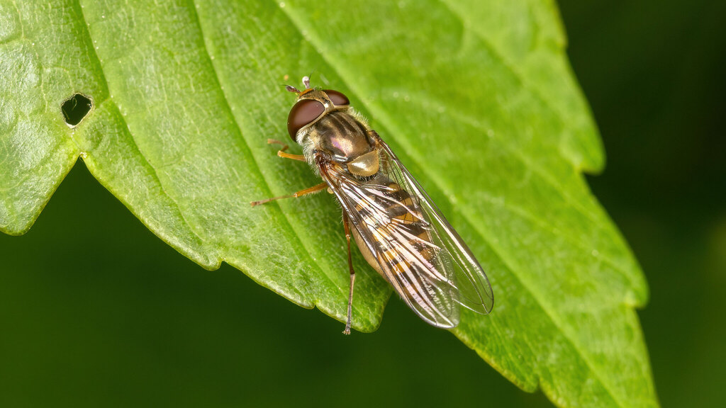 Syrphidae Episyrphus balteatus