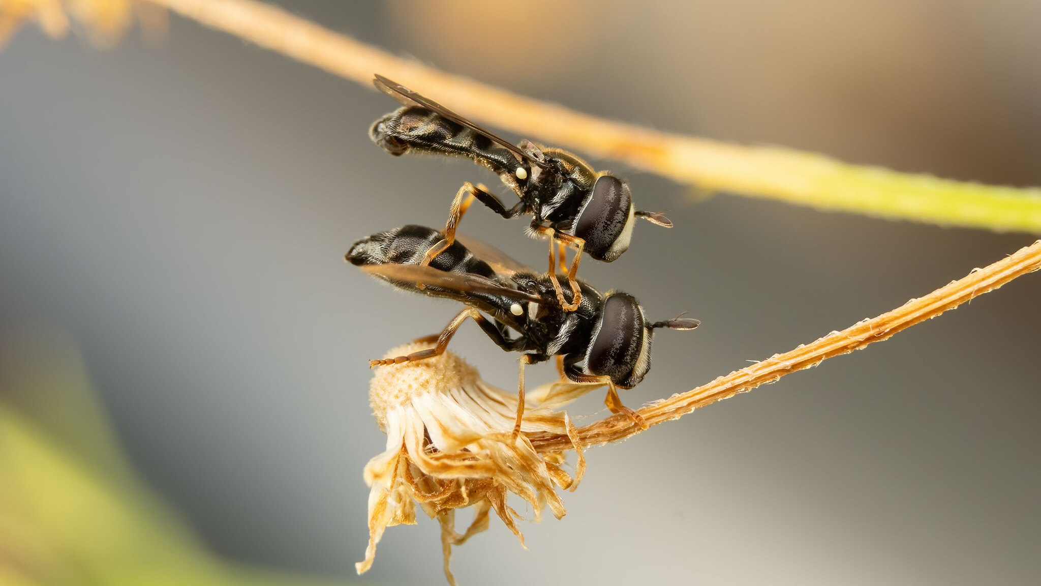 Syrphidae Paragus