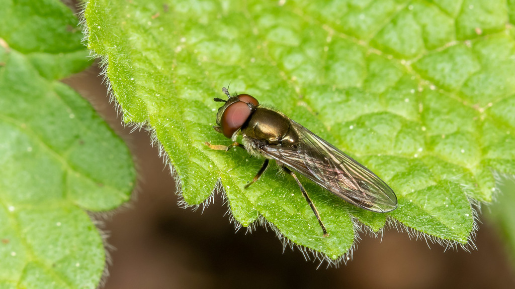 Syrphidae Platycheirus