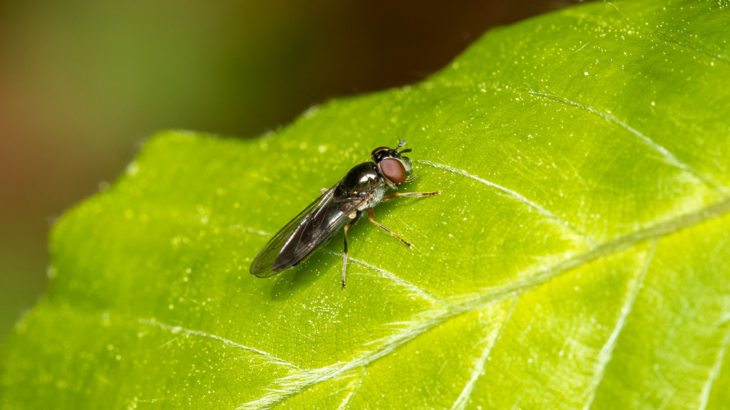 Syrphidae Platycheirus