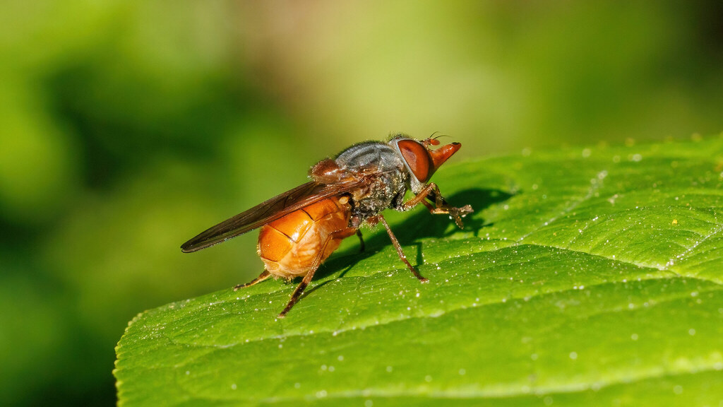 Syrphidae Rhingia rostrata
