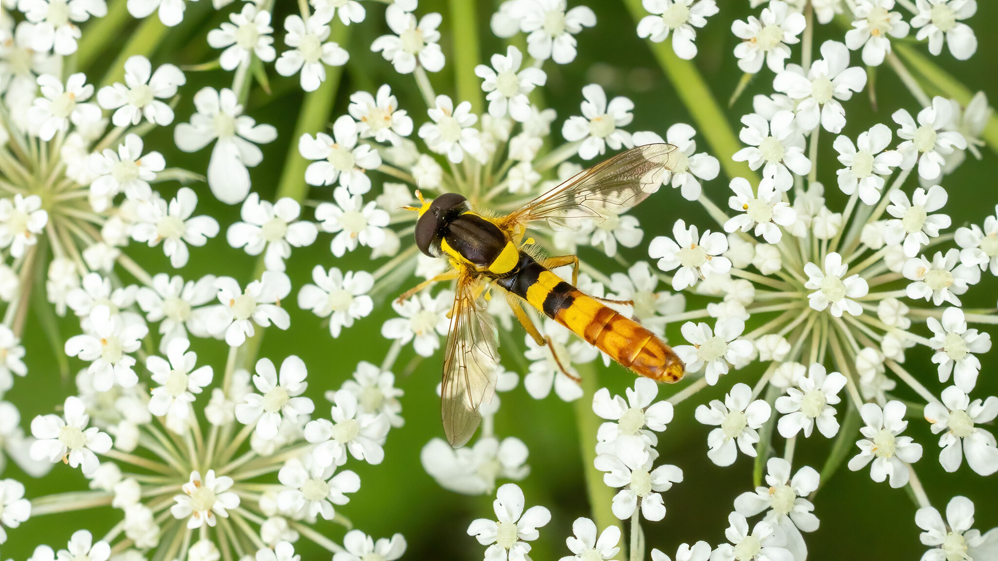 Syrphidae Sphaerophoria scripta