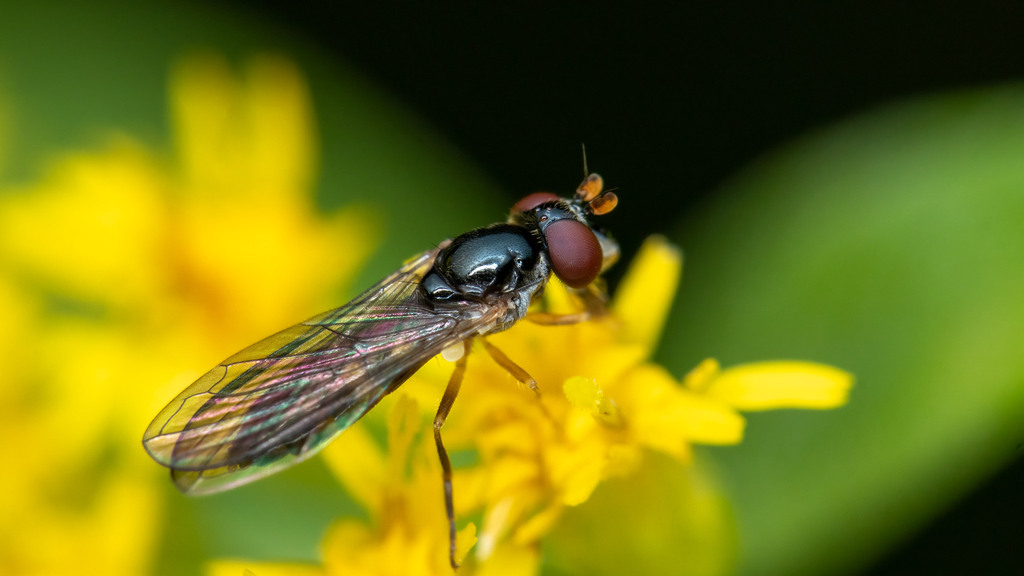 Syrphidae Syrphidae