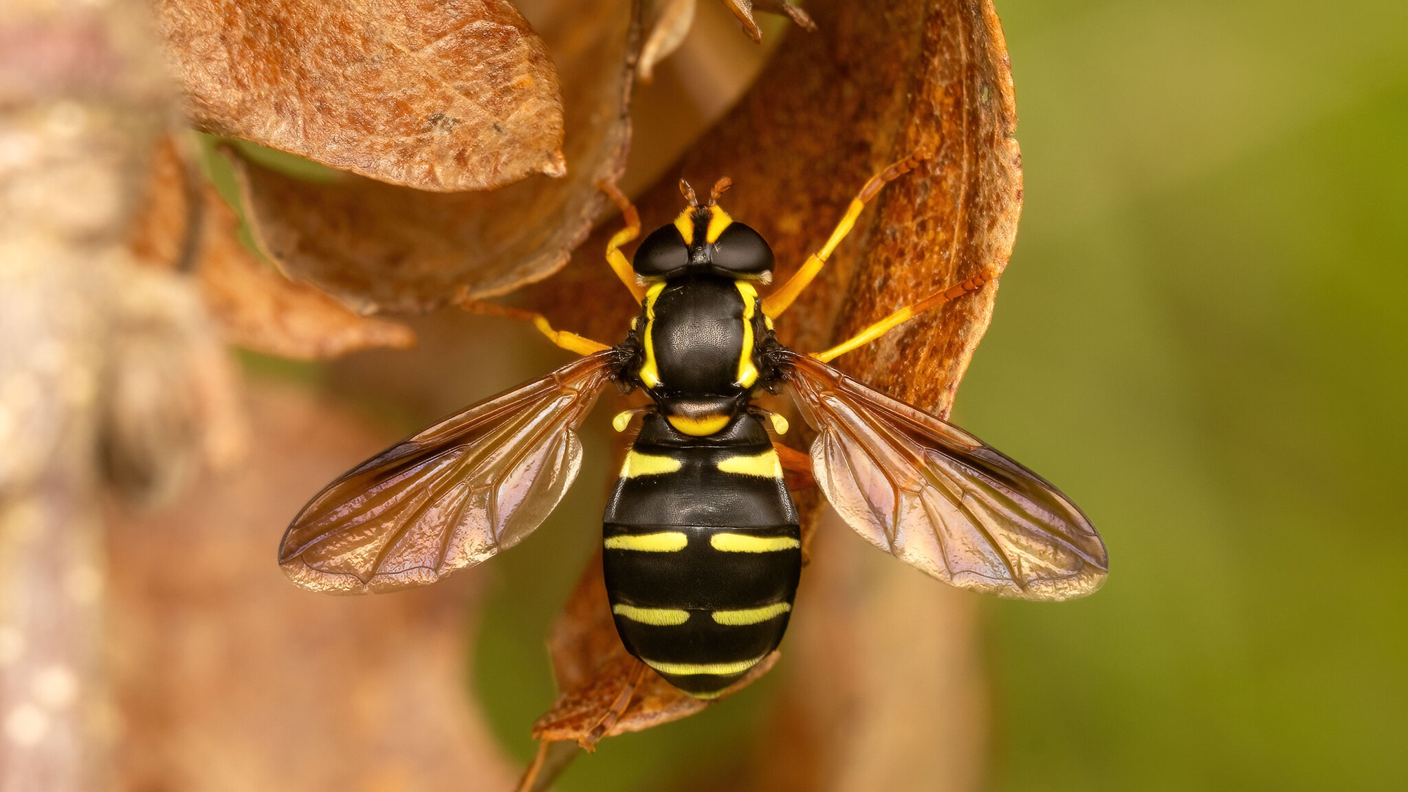 Syrphidae Xanthogramma citrofasciatum