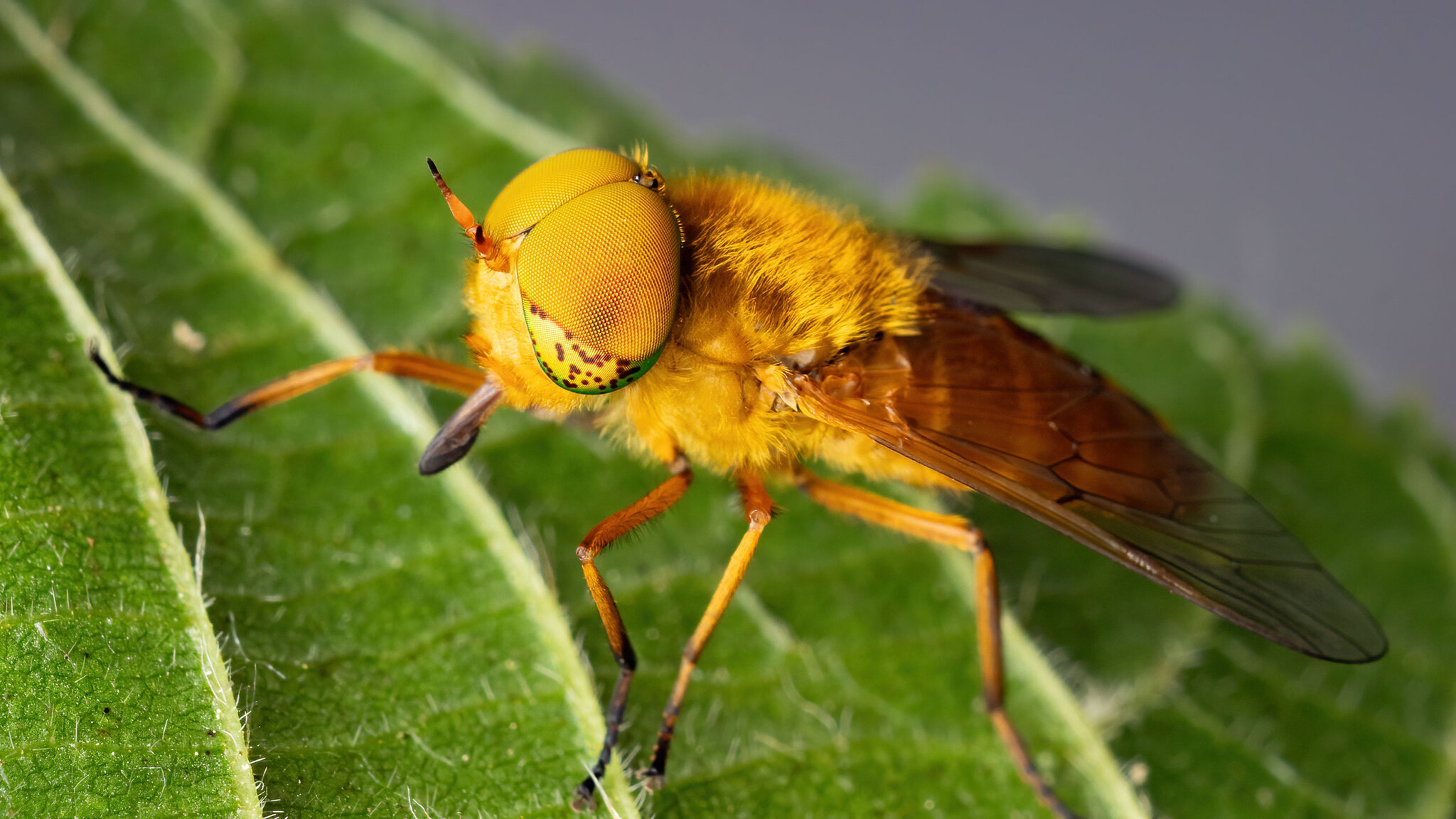 Tabanidae Silvius alpinus