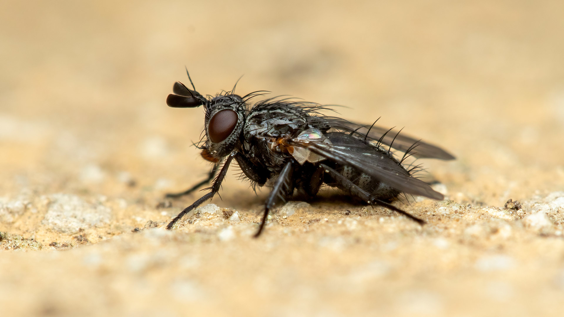 Tachinidae Triarthria setipennis