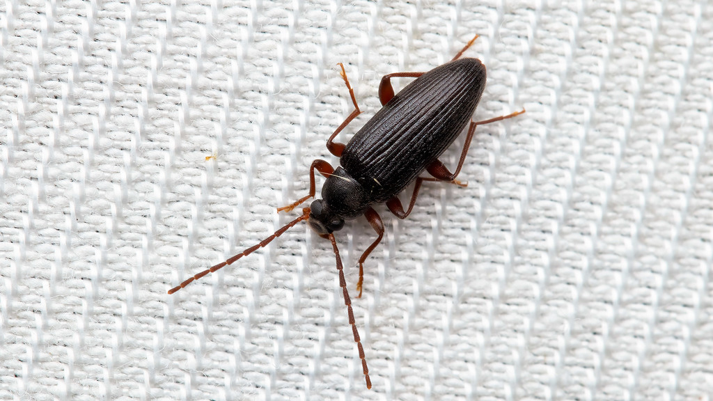 Tenebrionidae Allecula