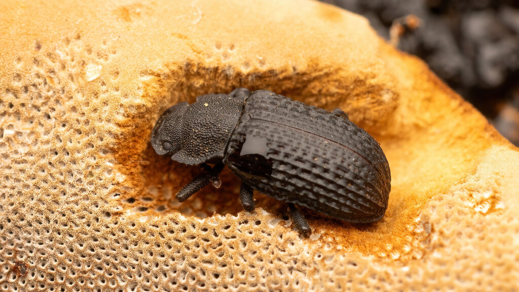 Tenebrionidae Bolitophagus reticulatus