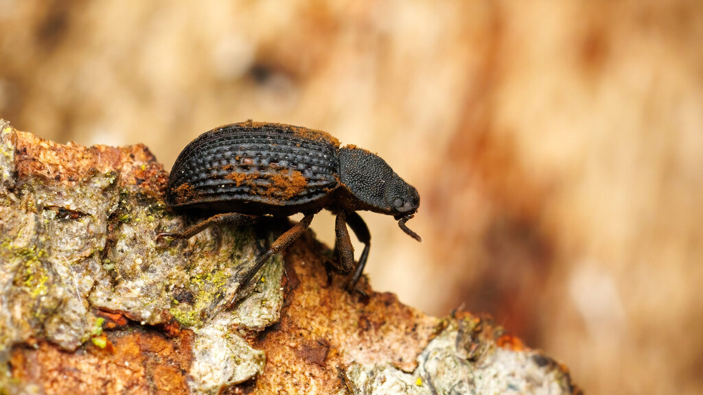 Tenebrionidae Bolitophagus reticulatus