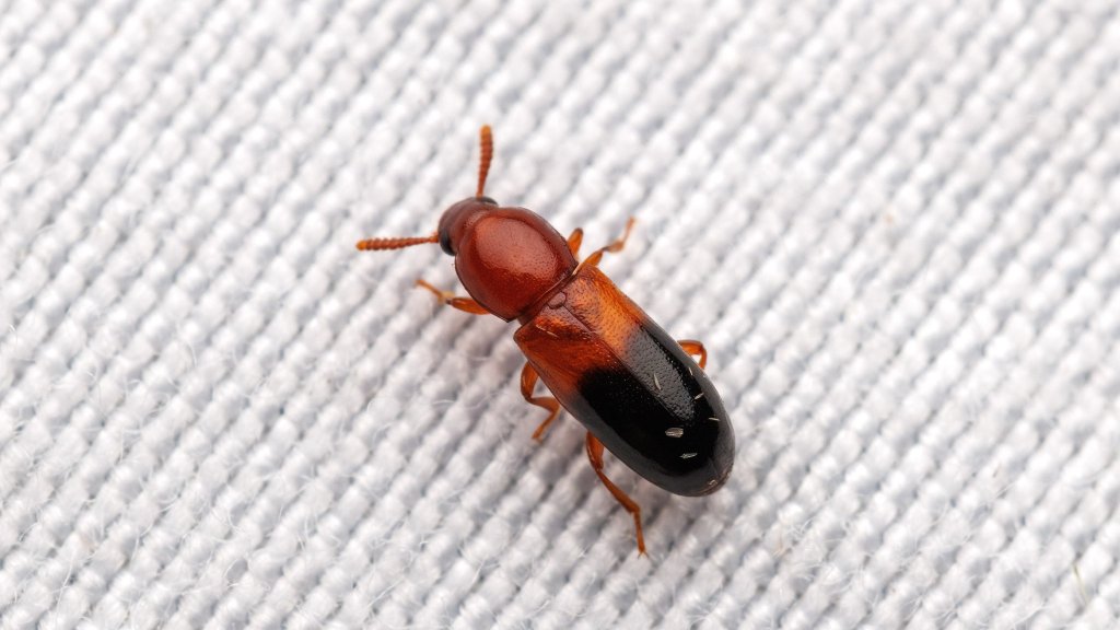 Corticeus bicolor