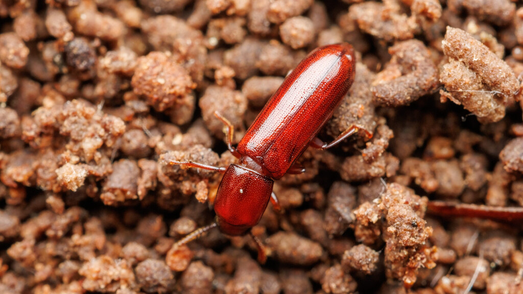 Tenebrionidae Corticeus unicolor