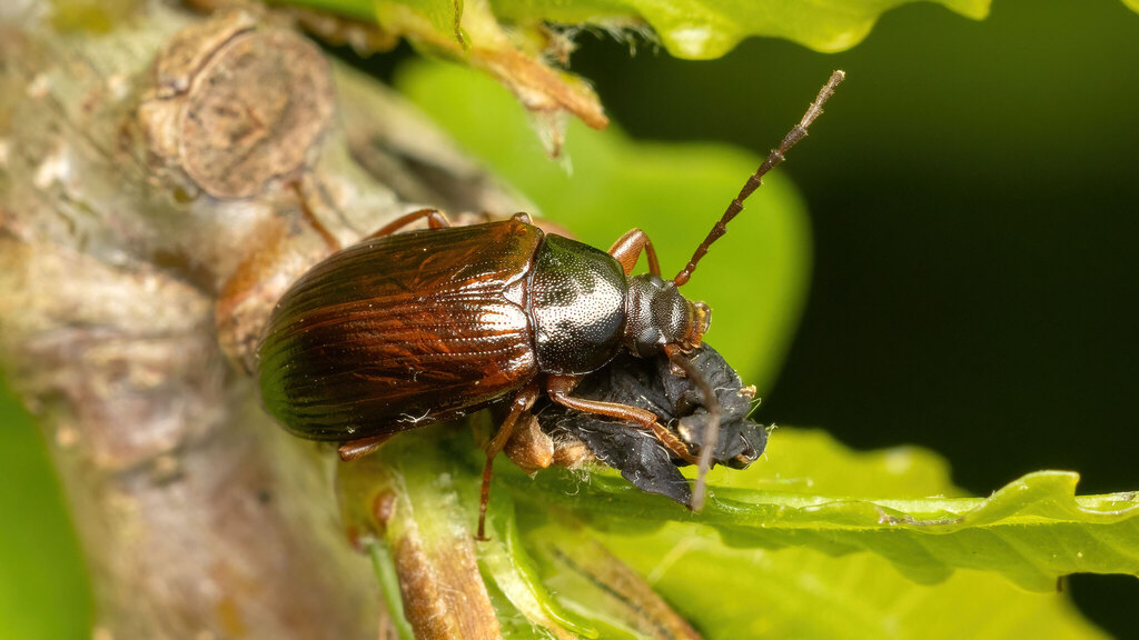 Tenebrionidae Gonodera luperus