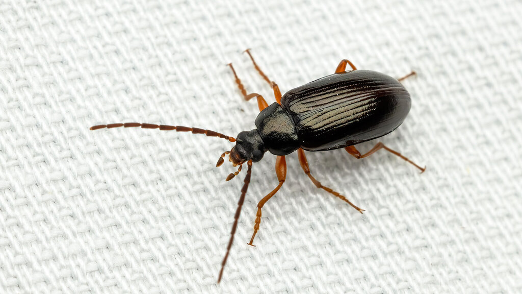 Tenebrionidae Gonodera luperus
