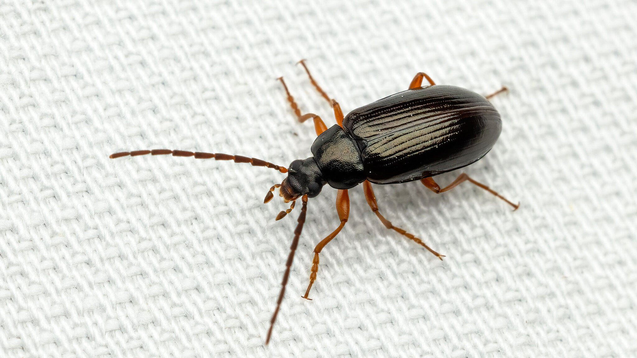 Tenebrionidae Gonodera luperus