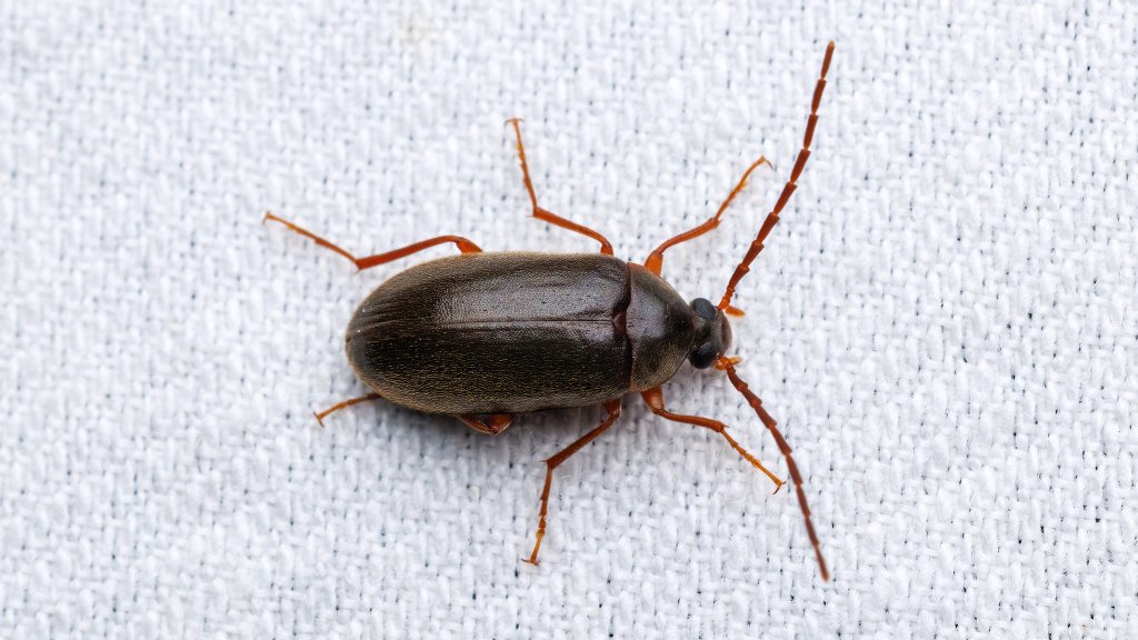 Hymenalia rufipes