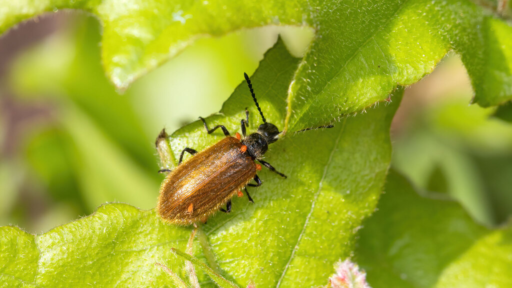 Tenebrionidae Lagria hirta