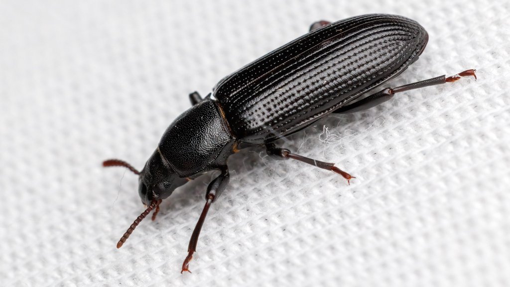 Menephilus cylindricus