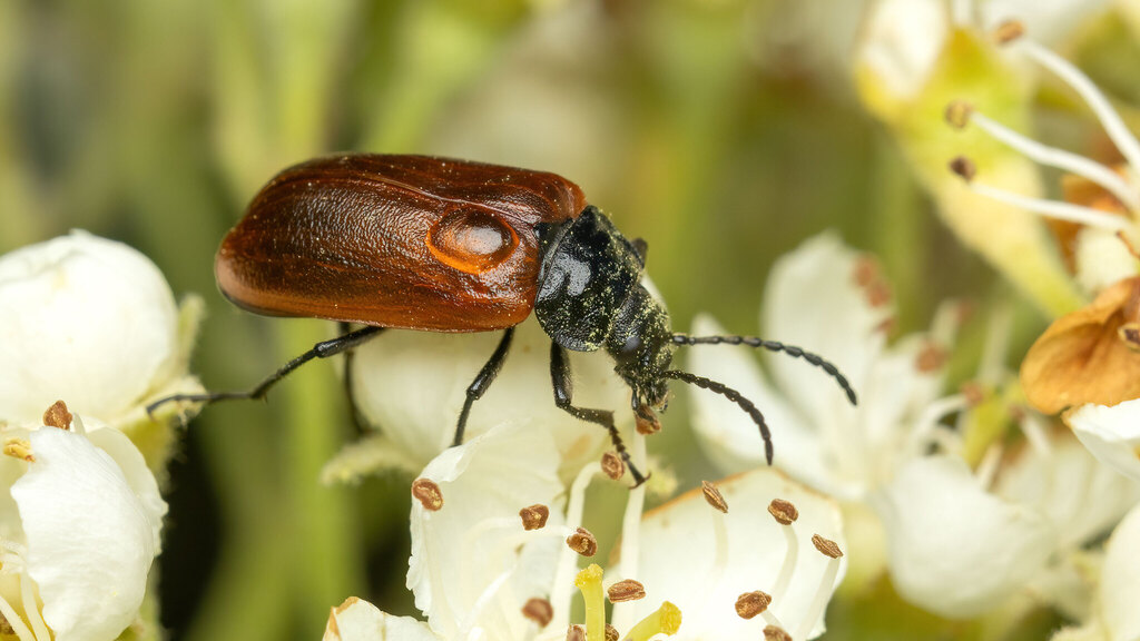 Tenebrionidae Omophlus