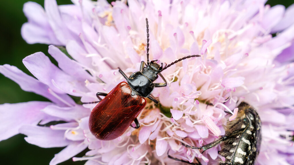 Tenebrionidae Omophlus