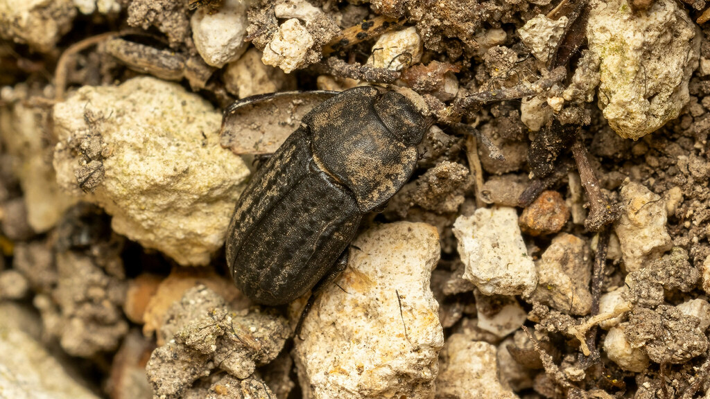 Tenebrionidae Opatrum sabulosum