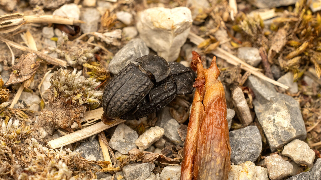Tenebrionidae Opatrum sabulosum