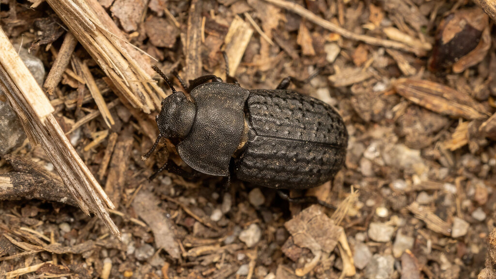 Tenebrionidae Opatrum sabulosum