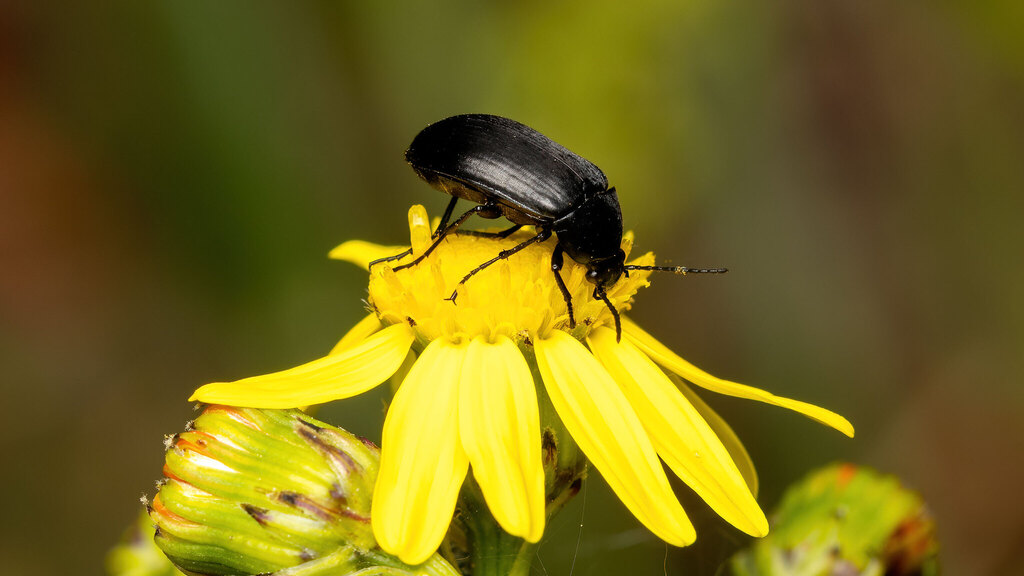 Tenebrionidae Podonta nigrita