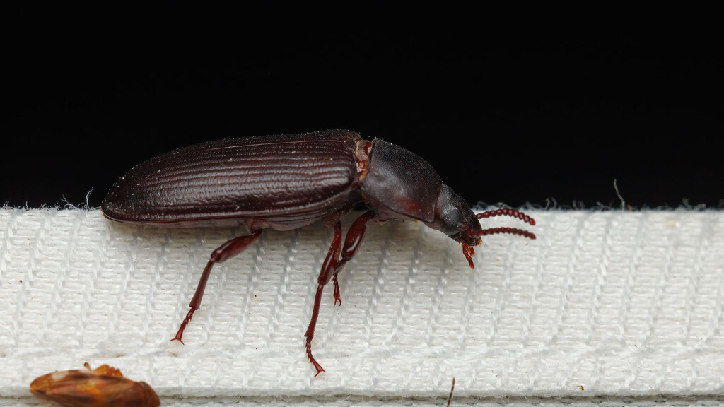 Tenebrionidae Tenebrio